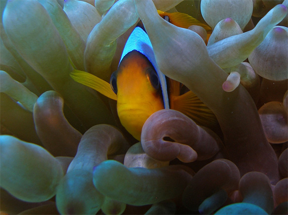 Clown fish